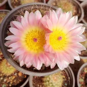 仙人球南国玉属照姬球北方实生5年