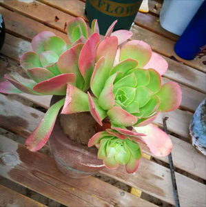 加州香炉盘正版老杆带根法师景天科盆栽绿植包邮状态好小齐推荐