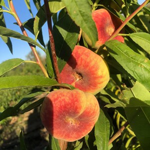 000人付款淘宝嫁接瑞蟠13号桃树苗7月成熟脆甜黄金毛蟠桃