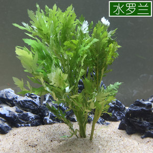 水罗兰新手阴性无需co2水草水下叶后景草鱼缸造景水族箱装饰植物