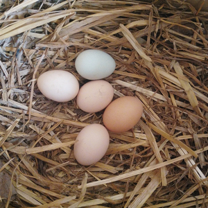 草鸡蛋农村散养真正的草鸡蛋笨鸡蛋土鸡蛋五谷杂粮喂养30枚包邮