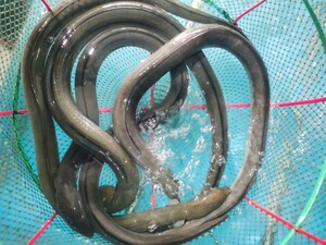 鲜活野生土龙,川鳗,深海鳗鱼,渔船直供3斤装(泉州台商专售)