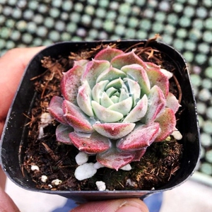海琳娜多肉海滨格瑞多肉植物财路肉肉花卉绿植盆栽防辐射净化基地