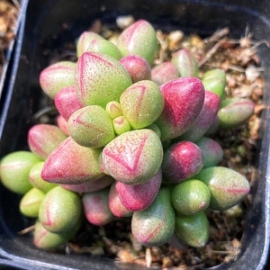 多肉紫光稀有品种新款多肉植物好养肉肉花卉绿植盆栽防辐净化基地