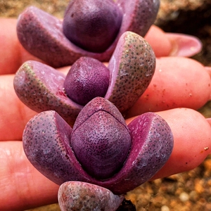 多肉红帝玉紫帝玉元宝贵货新品山东多肉花卉绿植盆栽花卉防辐净化