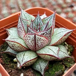 山东多肉百合锦百和锦多肉植物新手好养肉肉花卉绿植盆栽防辐净化