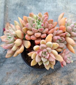 逍遥家多肉精品璀璨老桩群生超级耐热