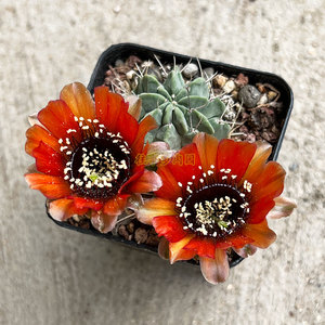 黑喉丽花仙人球