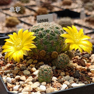 沟宝山仙人球多肉植物 小型球 黄色花 sulcorebutia vz237-cl-06
