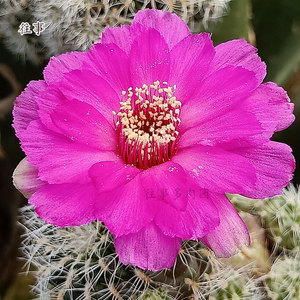 圣丽丝仙人球有沟宝山属长毛不扎手仙人球稀有品种爱开花多肉植物