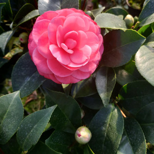 红玉茶花苗盆栽山茶花带花苞罕见品种植物绿植花卉阳台室内庭院