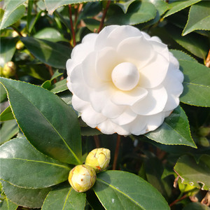 白玉丹茶花盆栽树苗白赤丹白色茶花绿植盆栽带苞办公阳台山茶花