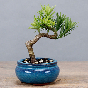 南通雀舌罗汉松微型小品盆景盆栽品种纯正一物一拍 办公室绿植