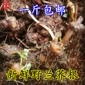 野荞兰中草药功效图片