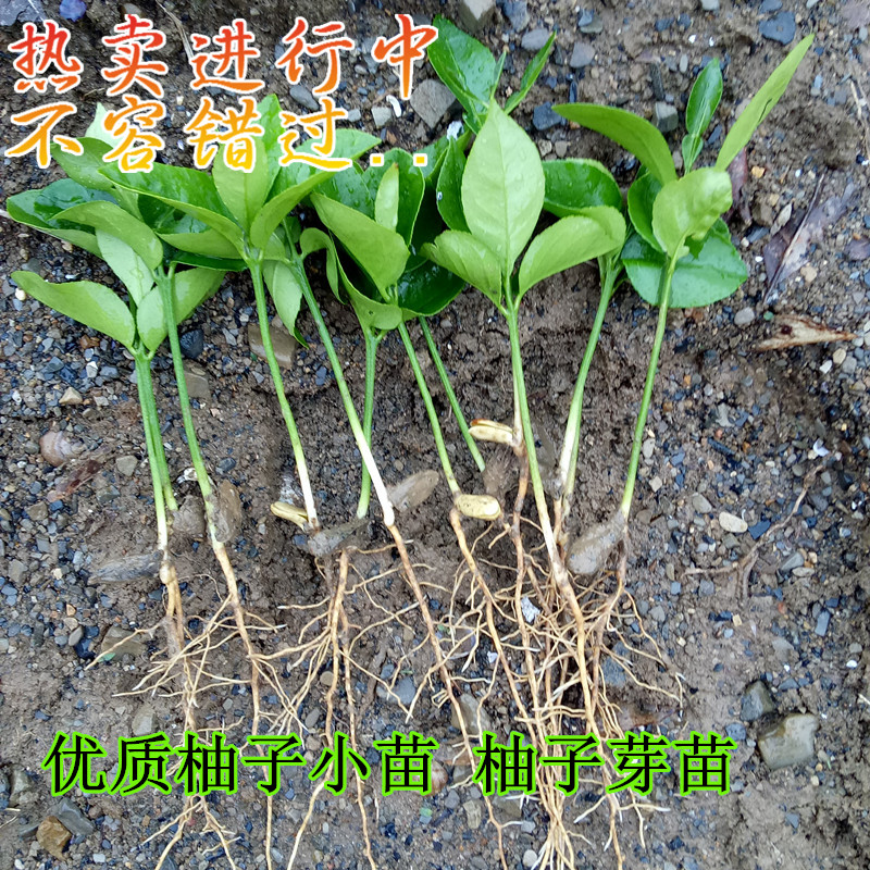  1、如何培育长寿沙田柚苗：重庆长寿区沙田柚种植场怎么样？ 