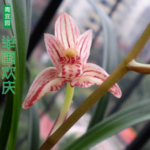 兰花苗建兰红花副瓣蝶举国欢庆浓香四季兰阳台趣味花卉夏兰绿植