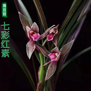 名贵稀有兰花春剑红稿草红素花七彩红素浓香型阳台趣味花卉绿植盆