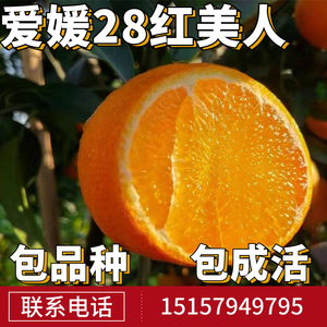 红美人桔子树苗南北方地栽爱媛28号柑橘盆栽嫁接无籽橘子当年结果