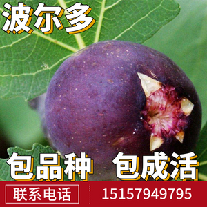 紫色波尔多无花果苗南北方庭院地栽种植阳台盆栽特大果树当年结果