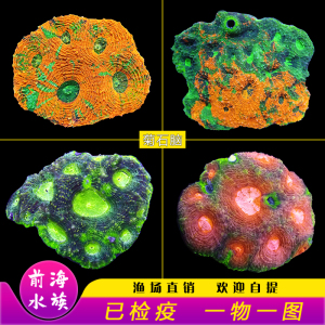 金桔脑橙橘脑片脑龟壳脑菊石脑脑海水活体珊瑚活体海水缸