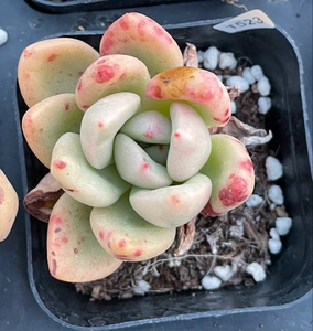 奶油鳄梨 梦想花园多肉植物一物一拍血斑鳄梨老桩单头3-9更