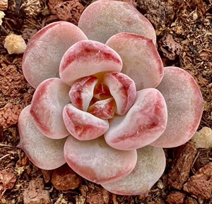 长腿的蜗牛淘宝多肉植物组合盆栽贵货品种稀有小苗杂交新品多肉阳台