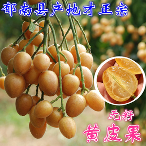 现摘5斤正宗黄皮果 郁南无核黄皮 无籽黄皮新鲜水果广东包邮顺丰