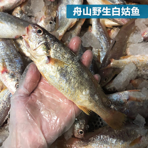 白姑鱼加芒鱼咬网鱼白米鱼白果子 500g 一斤4-5条 冷冻发货