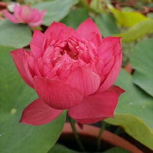 【心血】红色重瓣荷花品种盆栽观赏荷花碗莲