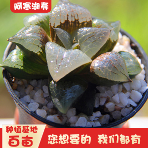 阿寒湖寿玉露十二卷多肉植物肉肉大颗老桩室内花卉绿植盆栽不带盆