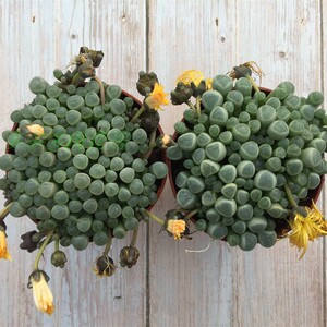 9厘米盆五十铃玉两棵多肉植物肉肉植物大颗老桩组合盆栽室内绿植