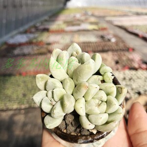 映月台多肉植物超萌肉肉花卉盆栽群生有暗纹新品种多多花房