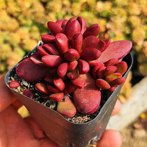 厚叶克拉夫多肉植物可爱肉肉组合盆栽促销爆款满包邮多多花房