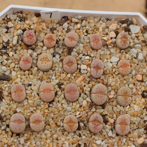 7号盆热唇生石花多肉植物一物一拍58包邮