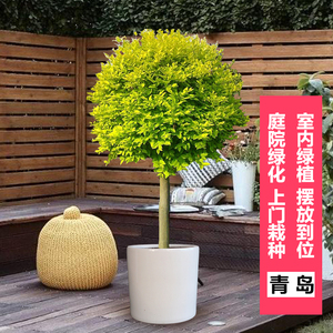 棒棒糖金叶女贞盆栽柠檬之光球型 室外园林庭院绿化植物 趣味造型