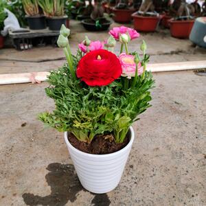 芹叶牡丹盆栽多色