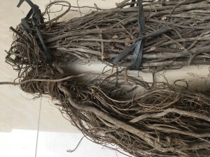 鱼藤根芦藤根毒鱼藤醉鱼草清塘杀虫拍一件500克一次购买2斤起包邮