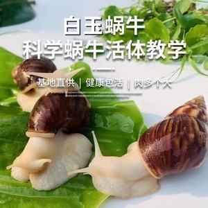 蜗牛活体宠物白玉蜗牛巨型大蜗牛宿舍小蜗牛教学学生科学实验套餐