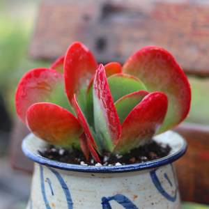 唐印 老桩多肉植物群生多头双头韩国超萌一物一拍大型多肉办公室