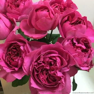 伊芙花环 纯伊芙系列浓香切包月季花苗盆栽地栽多季花卉