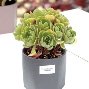 冰绒法师多头群生手捧花带香味的多肉植物整桩老稀有品种基地直发