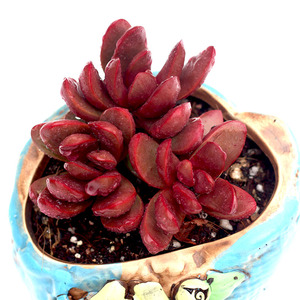 鸡血厚叶克拉夫可爱红色多肉植物阳台胖肉肉奇趣肉肉植物三头精品