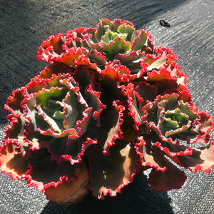 舞会红裙多肉植物红色女王花笠包菜法国皇后婚纱一物一拍阳台包邮