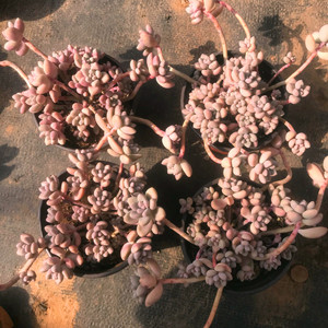 艾香多肉植物好养易悬崖桩大颗群生老桩盆栽花卉艾伦杂交新品包邮