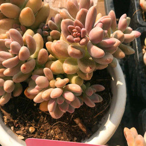 艾香新品多肉植物艾伦桃蛋杂交新品粉色肉肉易群生悬崖桩一物一拍