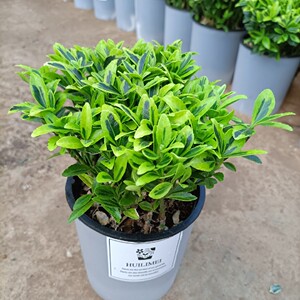 金边黄杨盆栽绿植金心黄杨 水培小叶黄杨盆景金边七里香 易活包邮