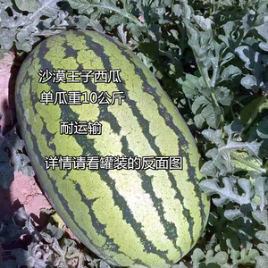 沙漠王子西瓜椭圆形特大西瓜种籽高产抗病耐运输北方西瓜种子孑