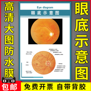 医院眼科知识宣传海报画人体器官系统眼部解剖图大挂图眼底示意图