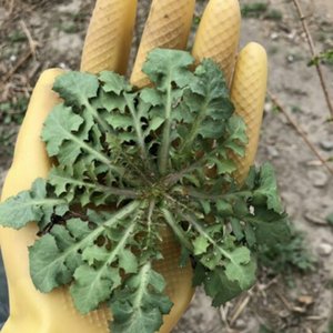 2022密云山坡野菜苦麻菜苦碟子 山坡菜蘸酱菜 现挖野菜 200g