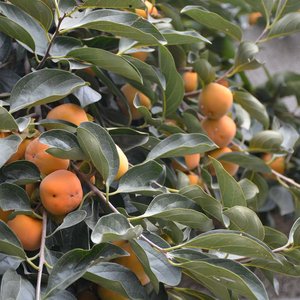 密云山区揽柿子 懒柿子甜脆柿子 新鲜水果自然脱涩个头大 500克